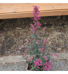 Agastache Morello (3lt)
