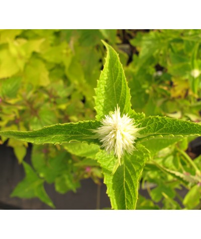 Agastache rugosa albiflora Liquorice White (1lt)