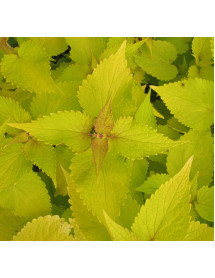 Agastache rugosa Golden Jubilee (0.8lt)