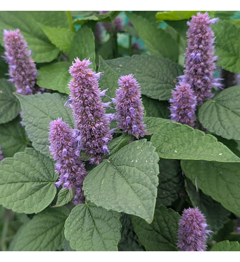 Agastache rugosa Liquorice Blue (1lt)