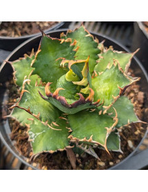 Agave titanota (2lt)