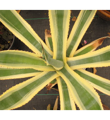 Agave variegata (160lt)