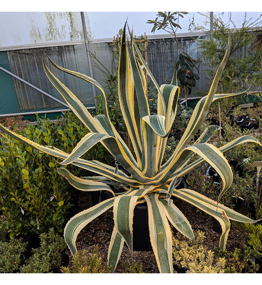 Agave variegata (160lt)