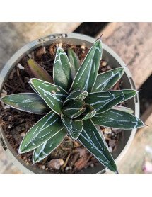 Agave victoriae-reginae (1lt)