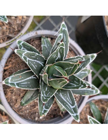 Agave victoriae-reginae (1lt)