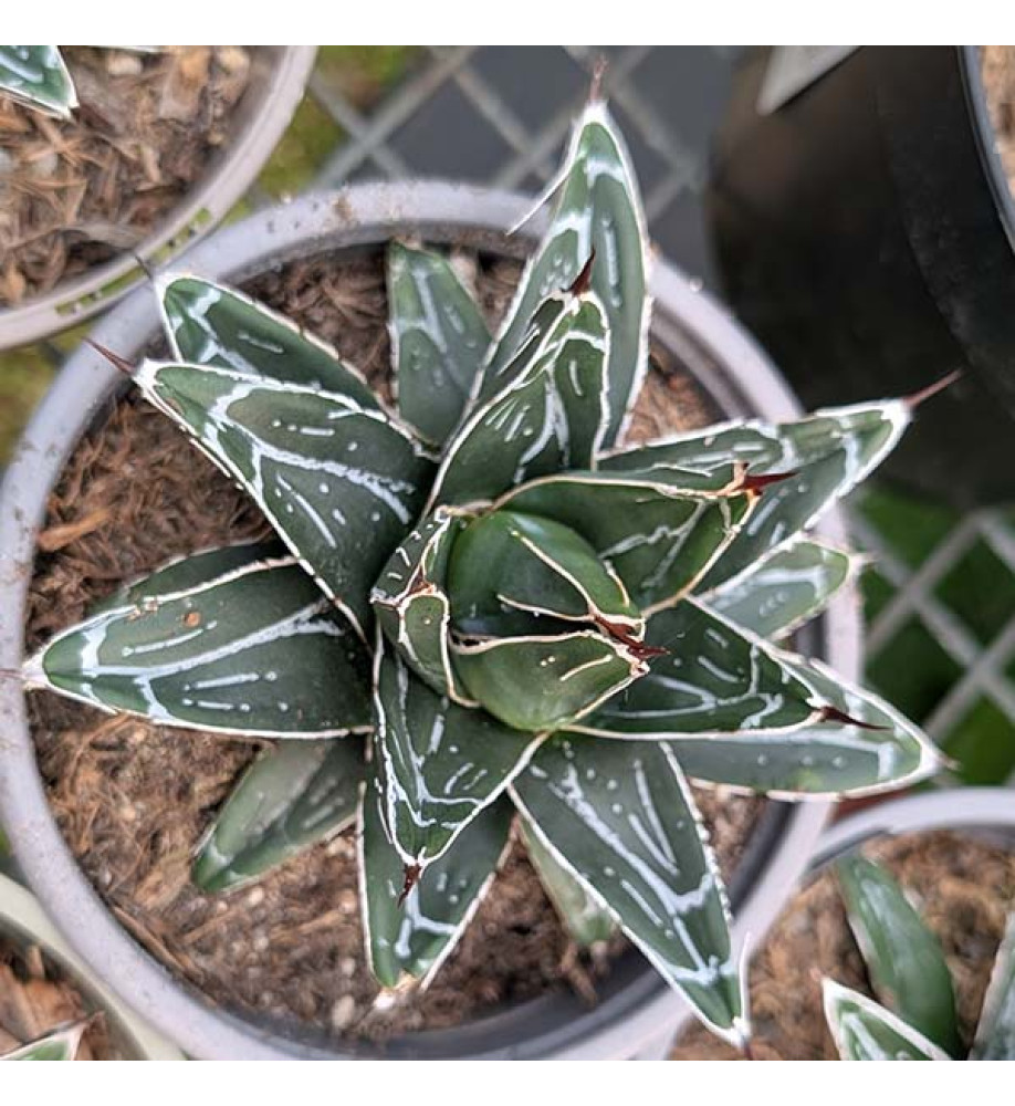 Agave victoriae-reginae (1lt)