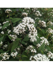 Ageratina altissima Chocolate (1lt)
