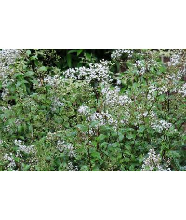 Ageratina ligustrina (3lt)