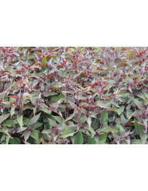 Ageratina altissima Chocolate (1lt)