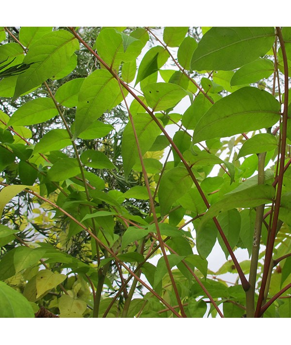 Ailanthus altissima (17.5lt) Ailanthus altissima (17.5lt)