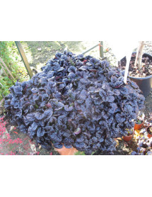 Ajuga reptans Black Scallop (1lt)