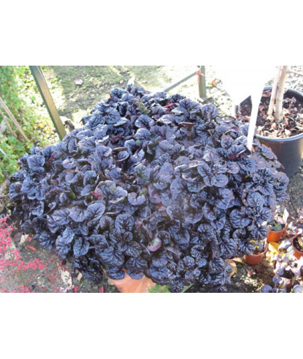 Ajuga reptans Black Scallop (1lt)