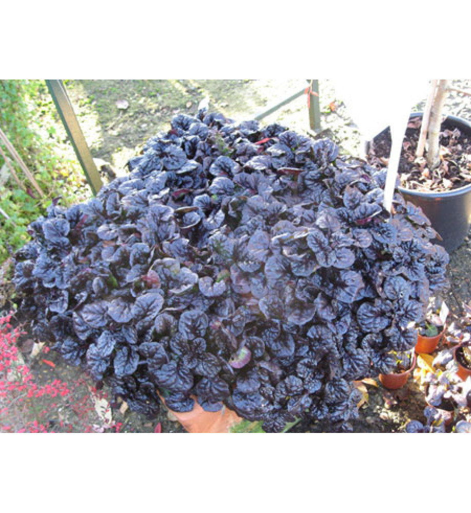 Ajuga reptans Black Scallop (1lt)