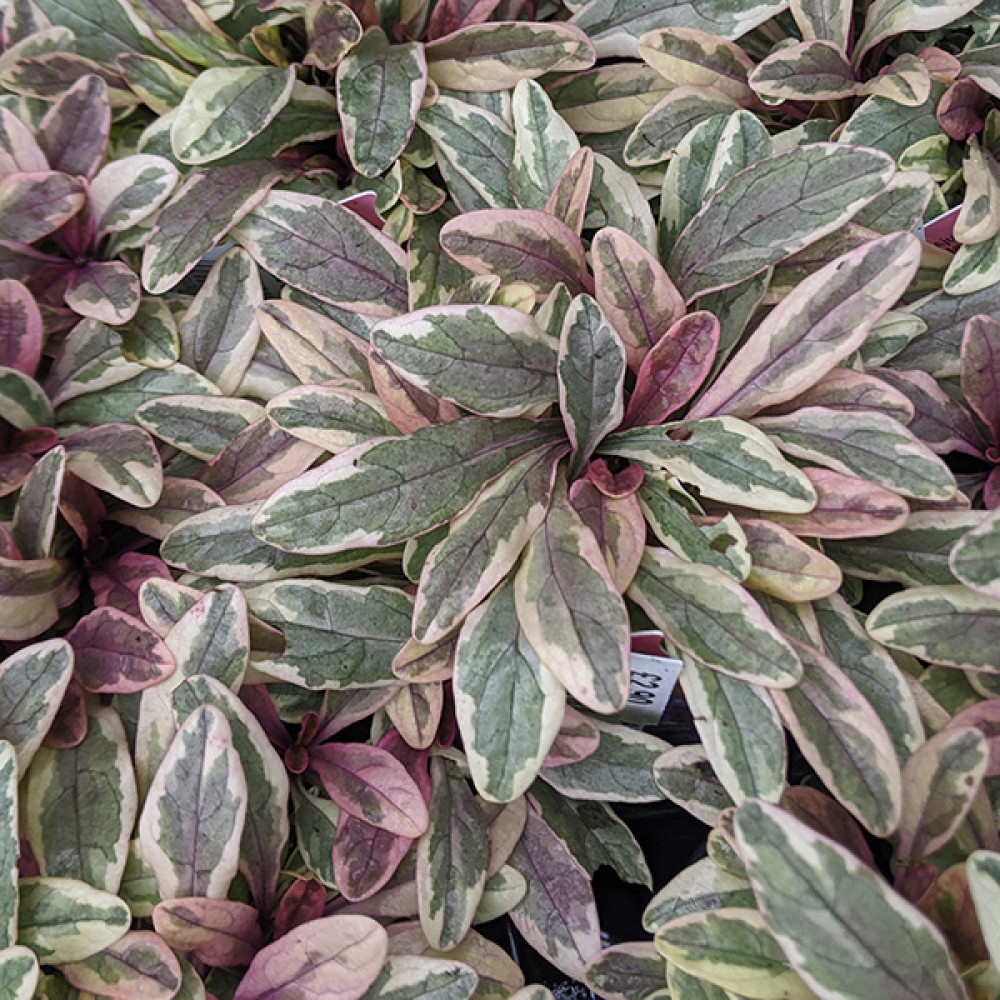Ajuga tenorii Princess Nadia (1lt)