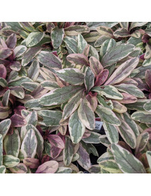Ajuga tenorii Princess Nadia (1lt)