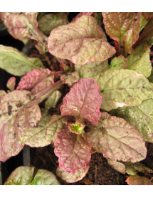 Ajuga reptans Burgundy Glow (0.8lt)
