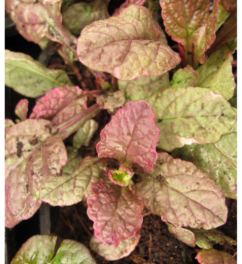Ajuga reptans Burgundy Glow (1lt)