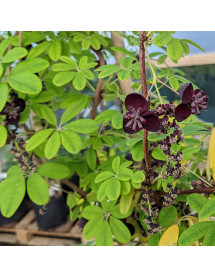 Akebia longaeracemosa B&SWJ 3606 (2lt)
