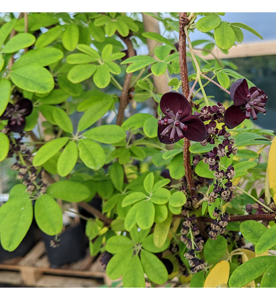 Akebia longaeracemosa B&SWJ 3606 (7lt)