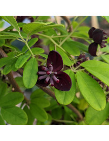Akebia longaeracemosa B&SWJ 3606 (2lt)
