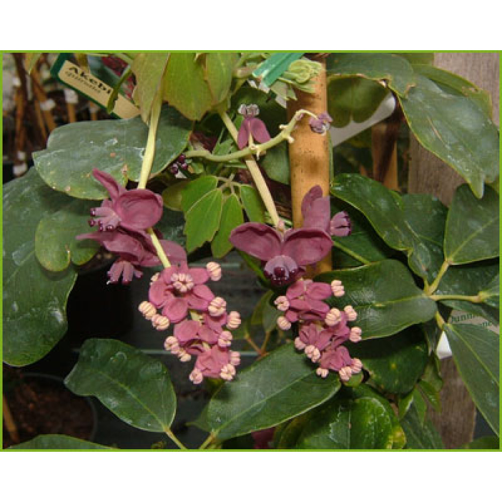Akebia quinnata (3lt)