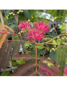 Albizia julibrissin Evy's Pride (7lt)