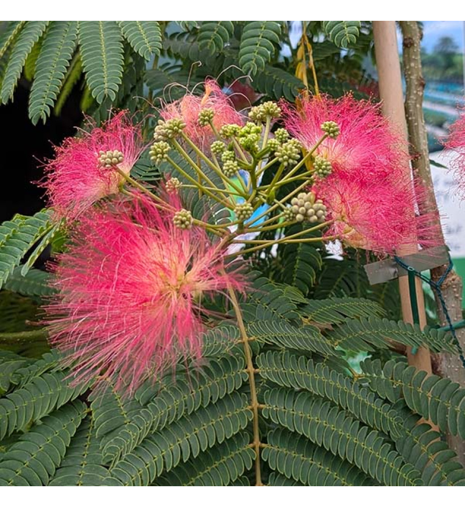 Albizia julibrissin Ombrella (36lt) Albizia julibrissin Ombrella (36lt)