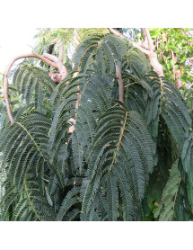 Albizia julibrissin Shidare (7lt)