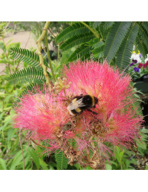 Albizia julibrissin Shidare (7lt)