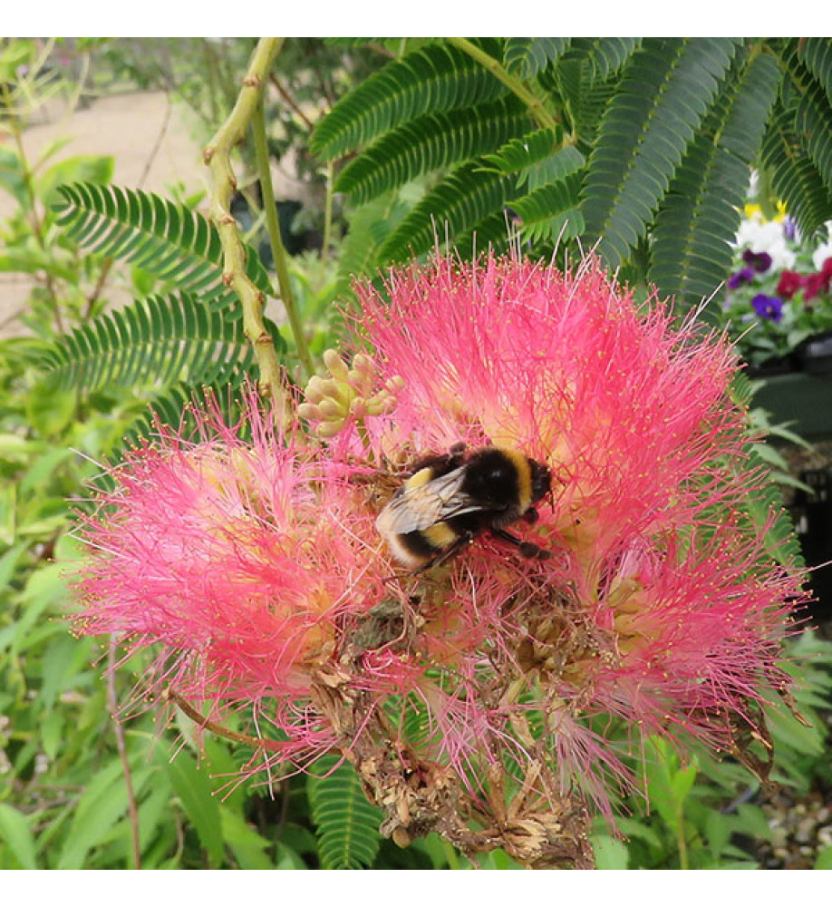 Albizia julibrissin Shidare (7lt)
