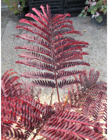Albizia julibrissin Summer Chocolate (3lt) Albizia julibrissin Summer Chocolate (3lt)