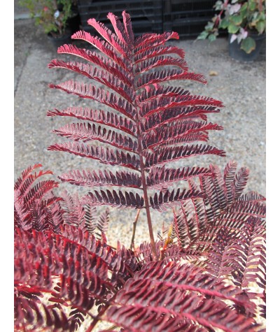 Albizia julibrissin Summer Chocolate (3lt)