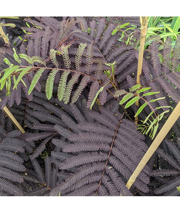 Albizia julibrissin Summer Chocolate (3lt)