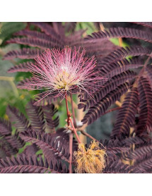 Albizia julibrissin Summer Chocolate (7.5lt)