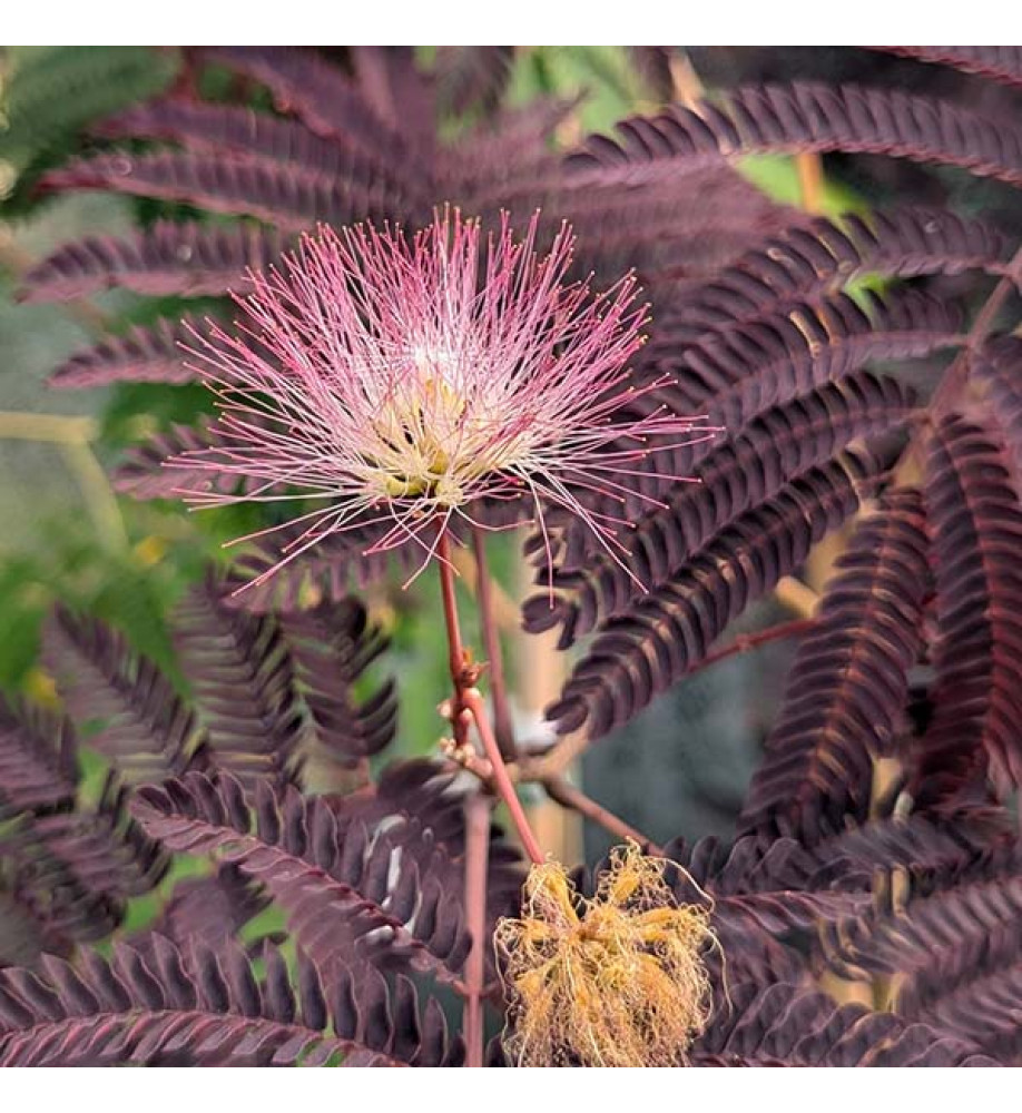 Albizia julibrissin Summer Chocolate (7.5lt)
