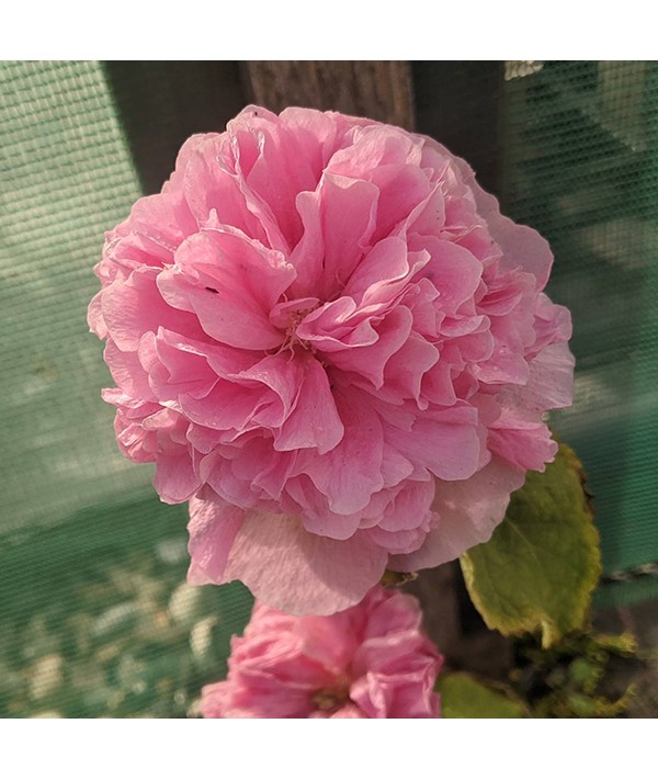 Alcea rosea Chater's Double Pink (1lt)