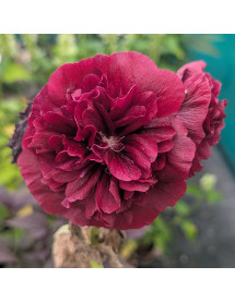 Alcea rosea Chater's Double Purple (1lt)