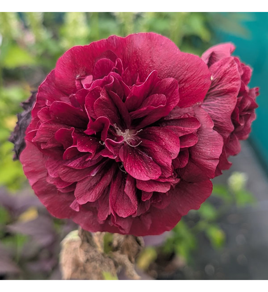 Alcea rosea Chater's Double Purple (1lt)