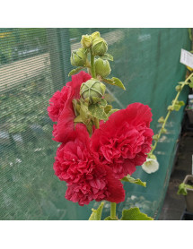 Alcea rosea Chater's Double Red (1lt)
