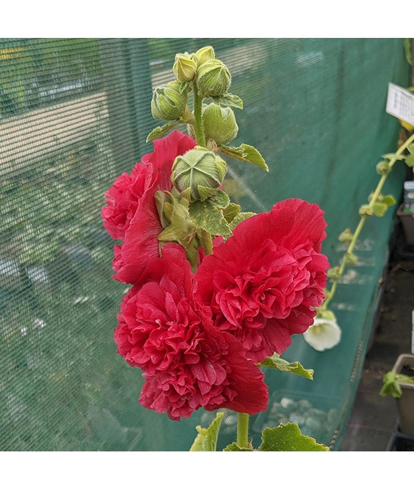Alcea rosea Chater's Double Red (1lt)