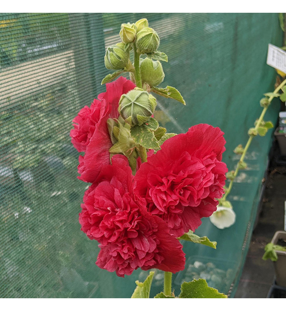 Alcea rosea Chater's Double Red (1lt)