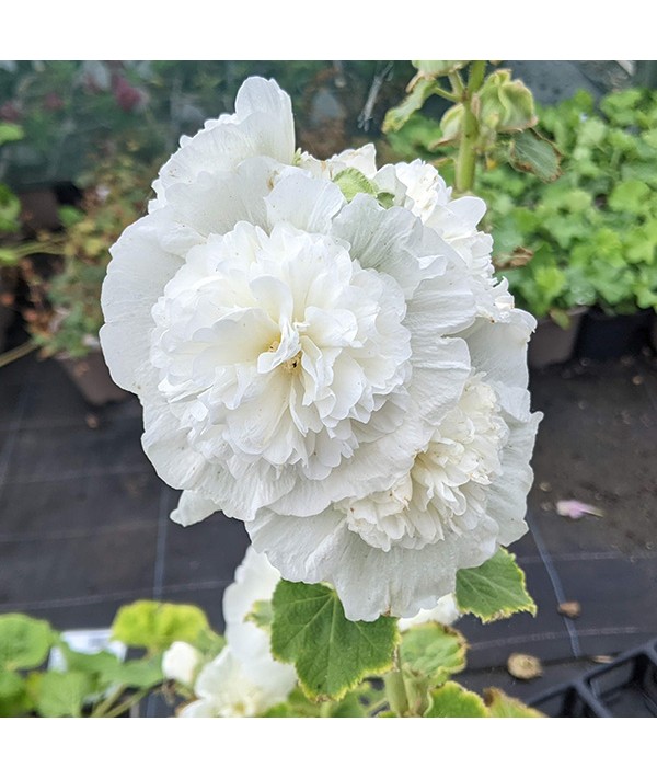 Alcea rosea Chater's Double White (1lt)
