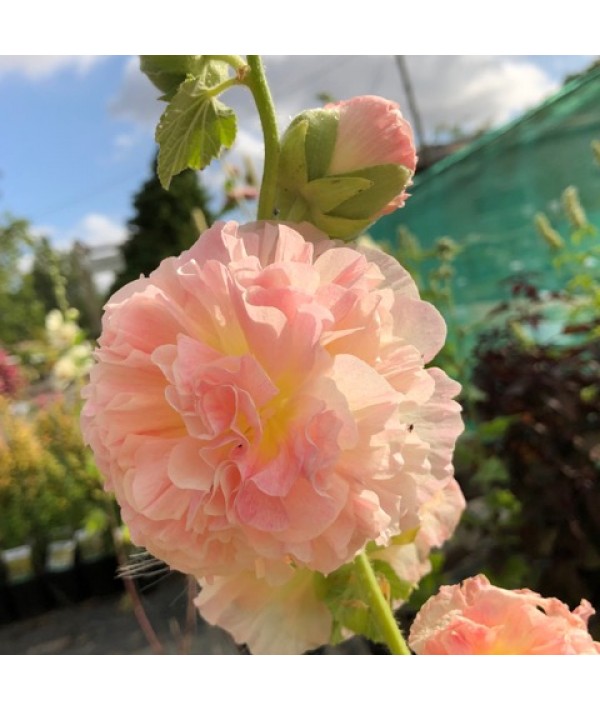 Alcea rosea Chater's Double Salmon Pink (1lt)