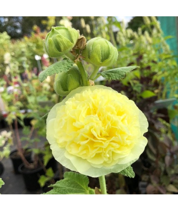 Alcea rosea Chater's Double Yellow (1lt)