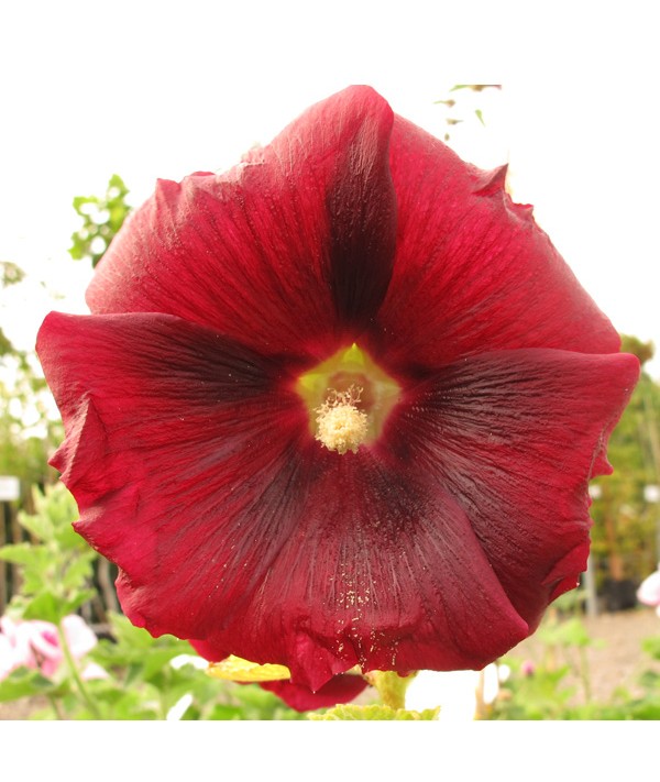 Alcea rosea Nigra (1lt)