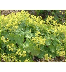 Alchemilla mollis Alchemilla mollis