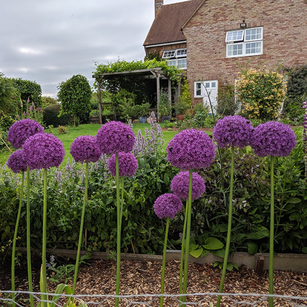Allium Ambassador (2lt)