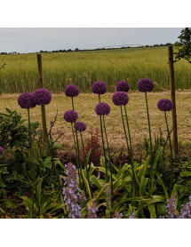 Allium Ambassador (2lt)