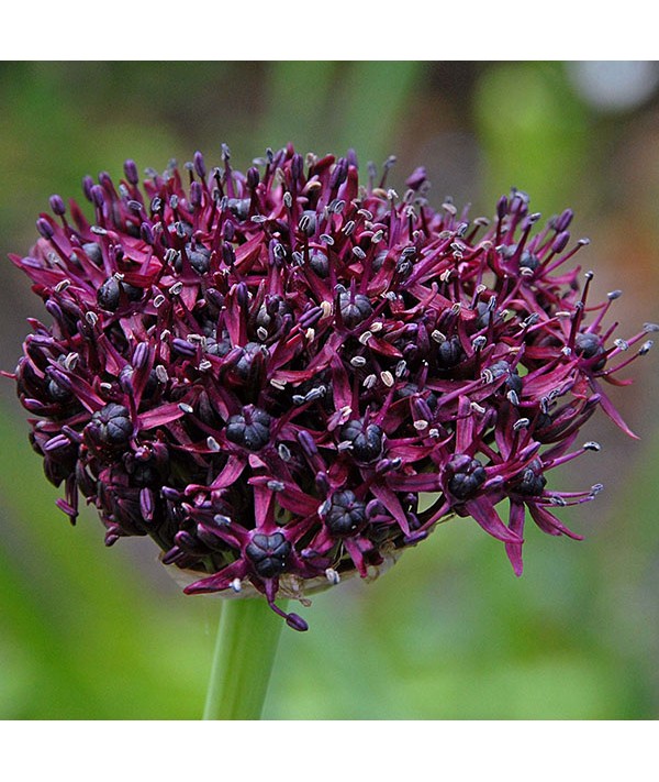 Allium atropurpureum (1lt)