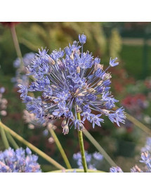 Allium caerleum azureum (1lt)